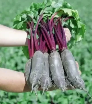 Насіння буряка Таунус F1, п.о. 1 тис. насінин (Bejo)