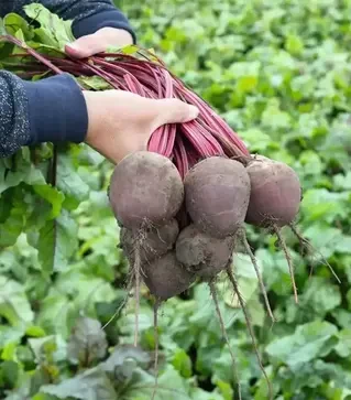 Насіння буряка Водан F1, п.о. 1 тис. насінин (Bejo)