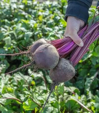 Насіння буряка Бетолло F1, п.о. 50 тис. насінин (Bejo)