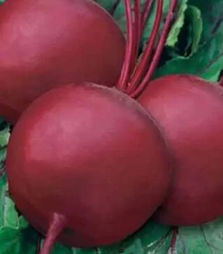 Семена свеклы Бикорес, 5 кг (Коуэлл)