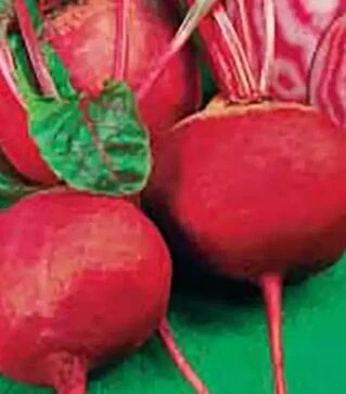 Семена свеклы Тонда Ди Кёжжа, 5 кг (Коуэлл)