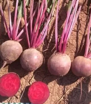 Семена свеклы Фальконе F1, п.е. 50 тыс. семян (Sakata)