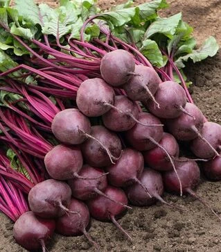 Семена свеклы Бреско F1, п.е. 50 тыс семян (Bejo)