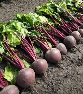 Семена свеклы Пабло F1, п.е. 50 тыс семян (Bejo)