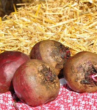 Семена свеклы Ред Хавк F1, п.е. 50 тыс семян (Sakata)