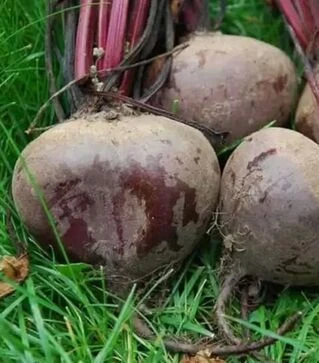 Насіння буряка Ред Бул, 1 кг (United Genetics)