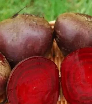 Насіння буряка Ред Бул, 1 кг (United Genetics)