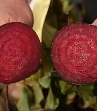 Насіння буряка Ред Бул, 1 кг (United Genetics)