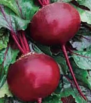 Семена свеклы Кадет, 10 кг (Satimex)