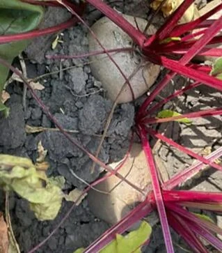 Семена свеклы Атлас F1, п.е. 25 тыс. семян (Spark Seeds)