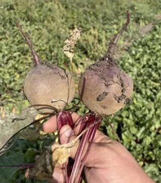 Насіння буряка Атлас F1, п.о. 250 тис.насінин (Spark Seeds)