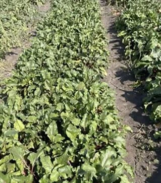 Насіння буряка Атлас F1, п.о. 250 тис.насінин (Spark Seeds)