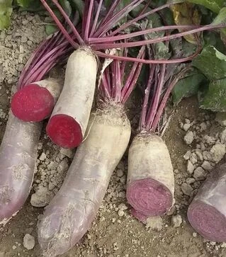 Насіння буряка Ренова, 10 кг (Moravoseed)