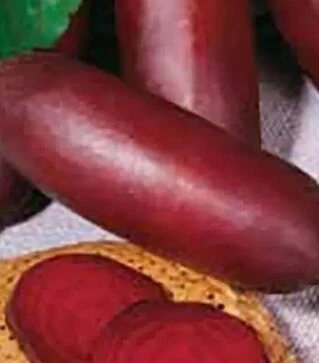 Насіння буряка Регульський циліндр, 500 г (Коуел)