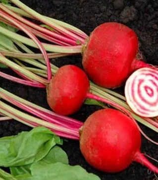 Семена свеклы Чиогиа Гардсмарк, п.е. 10 тыс. семян (Sakata)