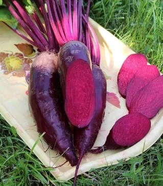 Насіння буряка Ренова, 1 кг (Semo)