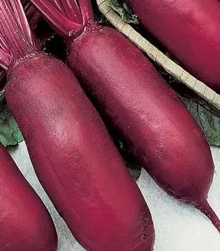 Насіння буряка Опольський, 500 г (Коуел)