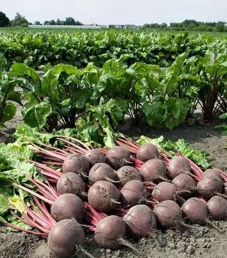 Семена свеклы Боро F1, п.е. 50 тыс. семян (Bejo)