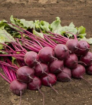 Насіння буряка Бреско F1, п.о. 10 тис. насінин (Bejo)