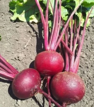 Семена свеклы Привилегия (CRX 409) F1, п.о. 25 тыс. семян, 2,50-3,20 калибр (Seminis)