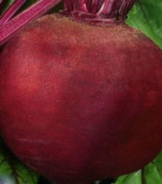 Насіння буряка Бича кров, 3 г (Насіння України)