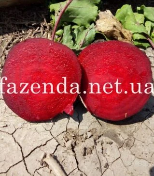 Семена свеклы Детройт, 500 г (Leda Seeds)