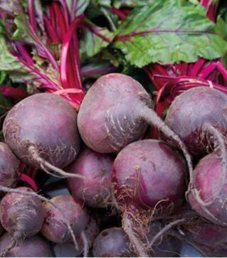 Насіння буряка Детройт Дарк Ред, 1 кг (Innova Seeds)