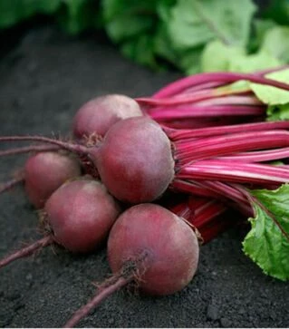 Семена свеклы Азума F1, п.о. 50 тыс. семян (Sakata)