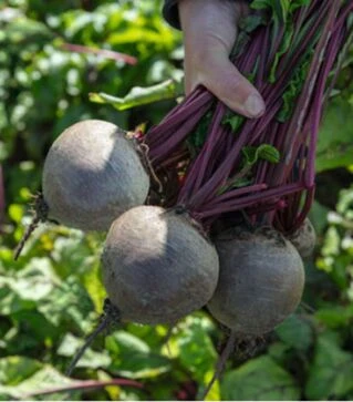 Насіння буряка Бікорес F1, п.о. 10 тис. насінин (Bejo)