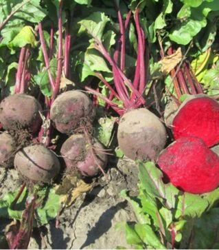 Насіння буряка Бетіна, 100 г (Moravo Seed)