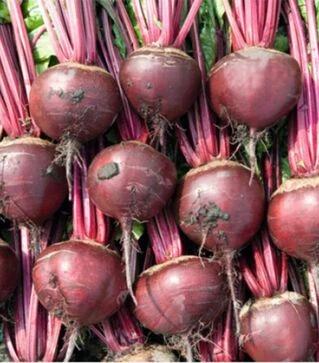 Насіння буряка Боро F1, п.о. 10 тис. насінин (Bejo)