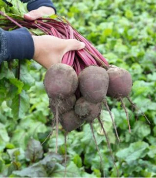 Насіння буряка Водан F1, п.о. 10 тис. насінин (Bejo)