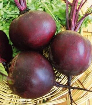 Насіння буряка Зепо F1, п.о. 100 тис. насінин, 2,75-3,50 калібр (Rijk Zwaan)