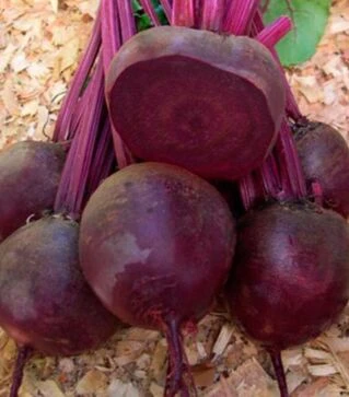 Семена свеклы Кестрел F1, п.о. 5 тыс. семян (Sakata)