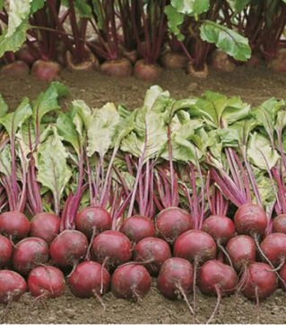 Насіння буряка Пабло F1, п.о. 10 тис. насінин (Bejo)