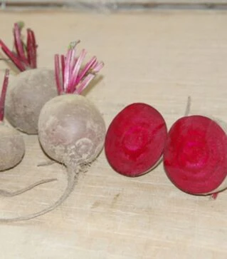 Семена свеклы Ред Сан F1, п.о. 5 тыс. семян (United Genetics)