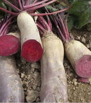 Насіння буряка Ренова, 100 г (Moravo Seed)