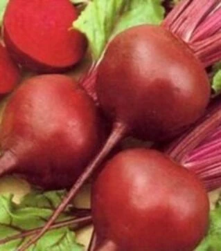 Насіння буряка Скарлет F1, п.о. 500 тис. насінин (Hazera)