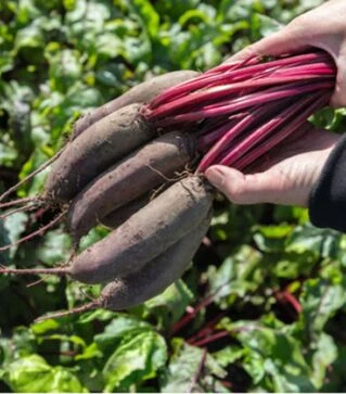 Семена свеклы Таунус F1, п.о. 10 тыс. семян (Bejo)