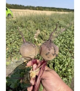 Семена свеклы Атлас F1, п.о. 5 тыс. семян (Spark Seeds)