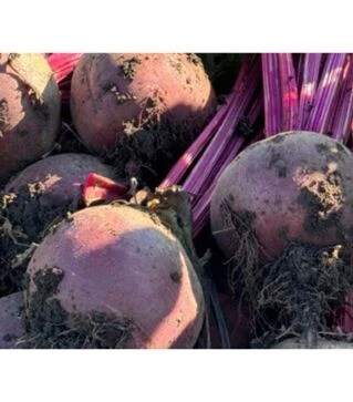 Насіння буряка Рубі Бой F1, п.о. 5 тис. насінин (Libra Seeds)