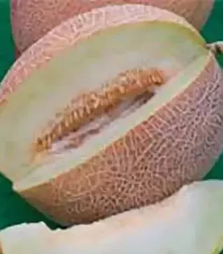 Семена дыни Ананас, 500 г (Hortus)