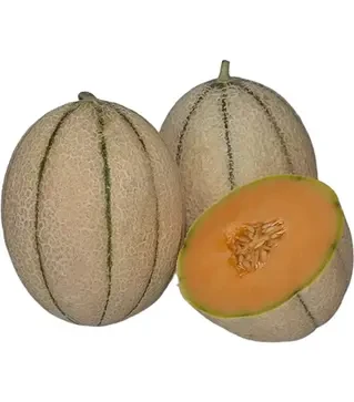 Насіння дині Массімо F1, п.о. 500 насінин (Syngenta)