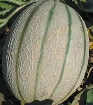 Насіння дині Ортолані, 500 г (Коуел)