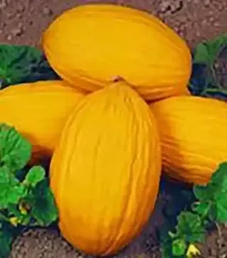 Семена дыни Ругосо ди Косенца, 500 г (Коуэлл)