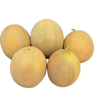 Насіння дині Фландер F1, п.о. 500 насінин (Syngenta)