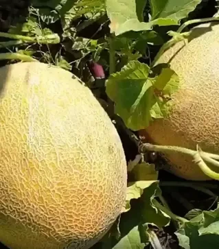 Семена дыни Маори F1, п.е. 1 тыс. семян (Clause)