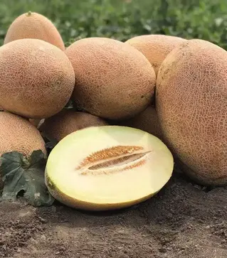 Семена дыни Ребекка F1, п.е. 5 тыс. семян (Hazera)