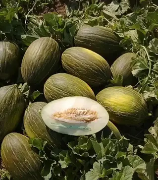 Семена дыни Алкарез F1, п.е. 250 семян (Enza Zaden)