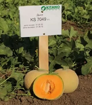 Насіння дині КС 7049 F1, п.о. 1 тис. насінин (Kitano Seeds)